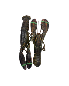 Soepkreeft