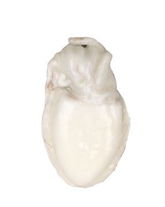 Zeekat schoon 