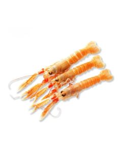 Langousta kreeft 800-1000gram per stuk